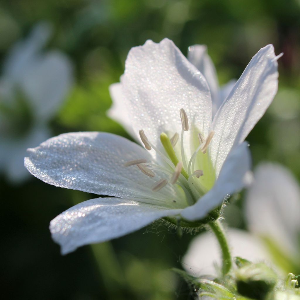 Geranium sanguineum Album - Geranio sanguigno