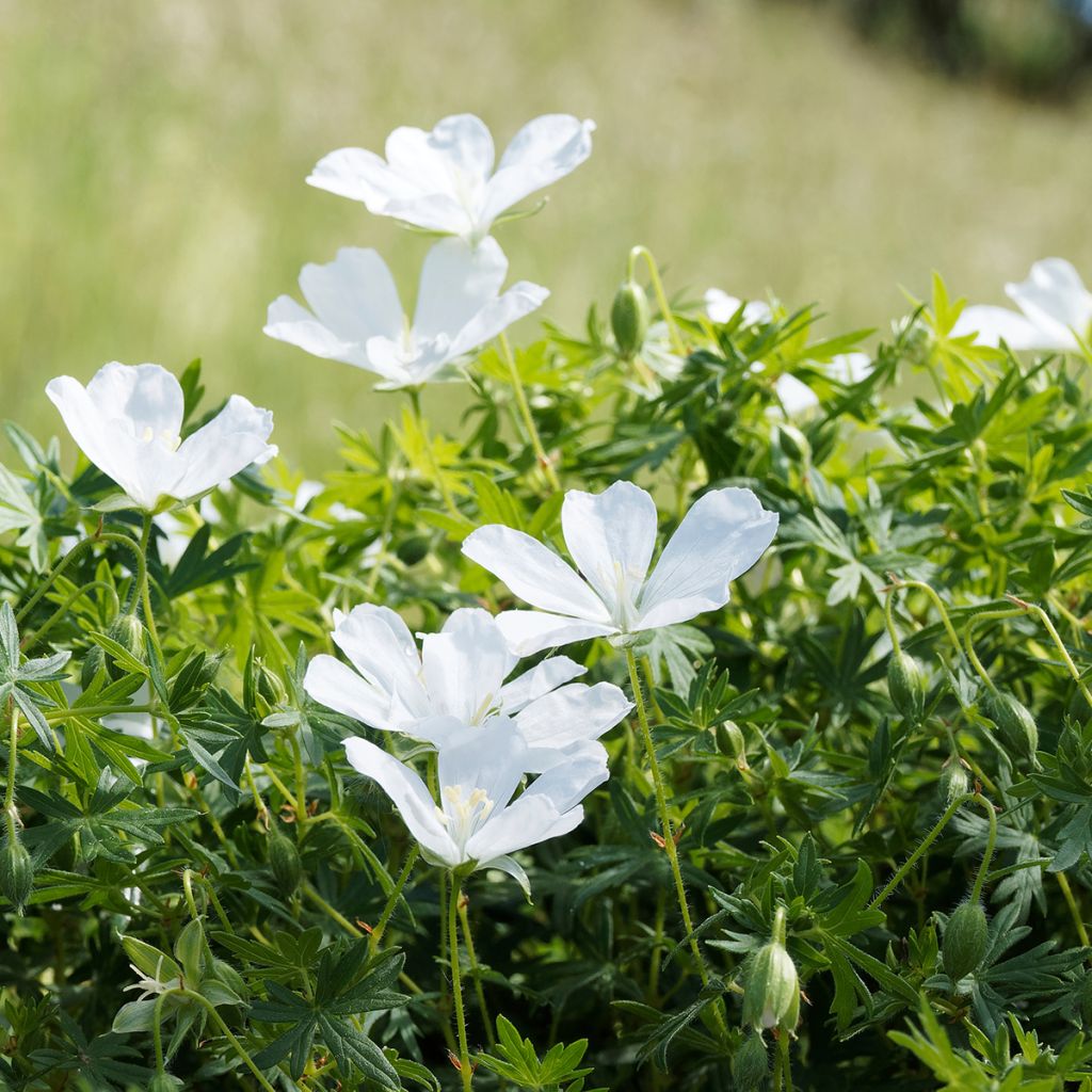 Geranium sanguineum Album - Geranio sanguigno