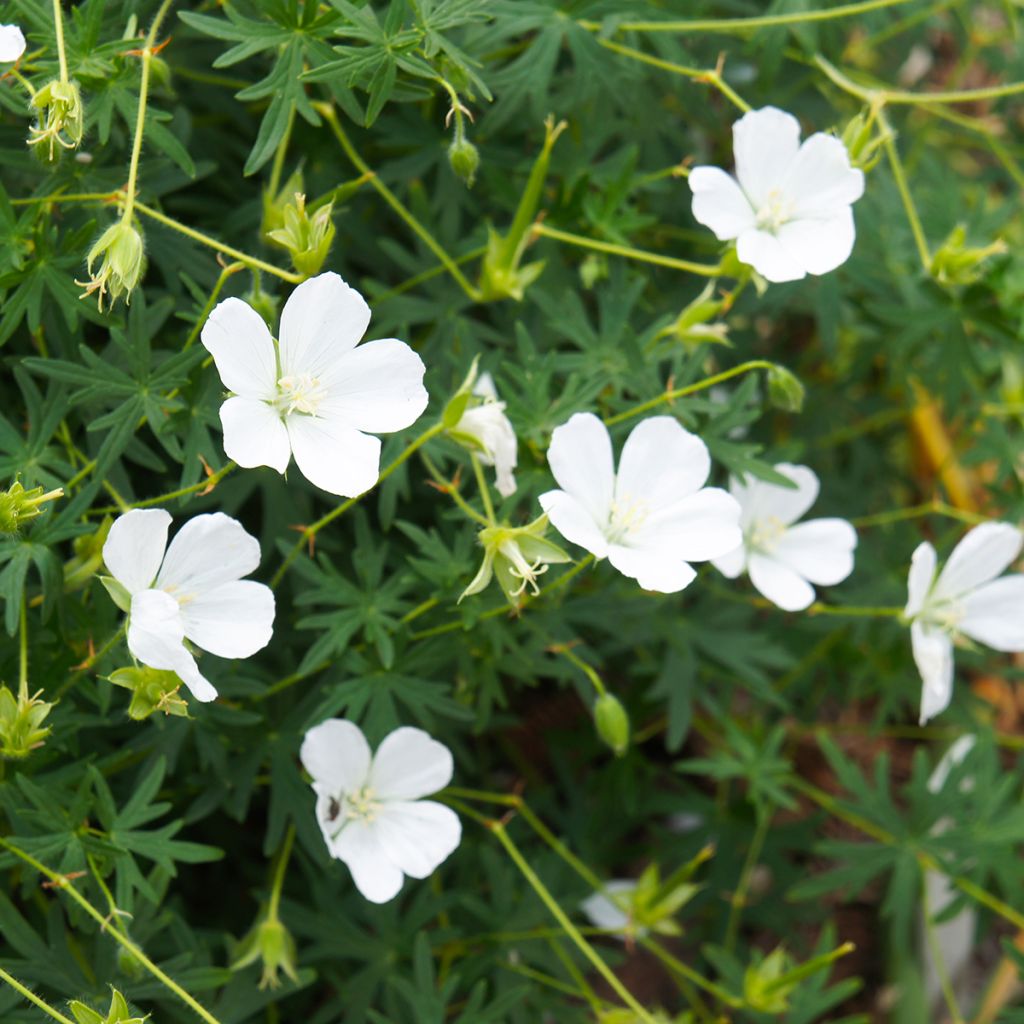 Geranium sanguineum Album - Geranio sanguigno