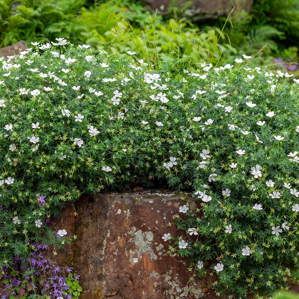 Geranium sanguineum Album - Geranio sanguigno