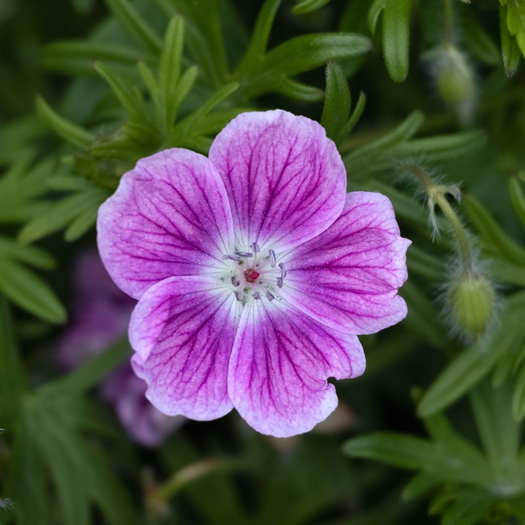 Geranium sanguineum Elke - Geranio sanguigno