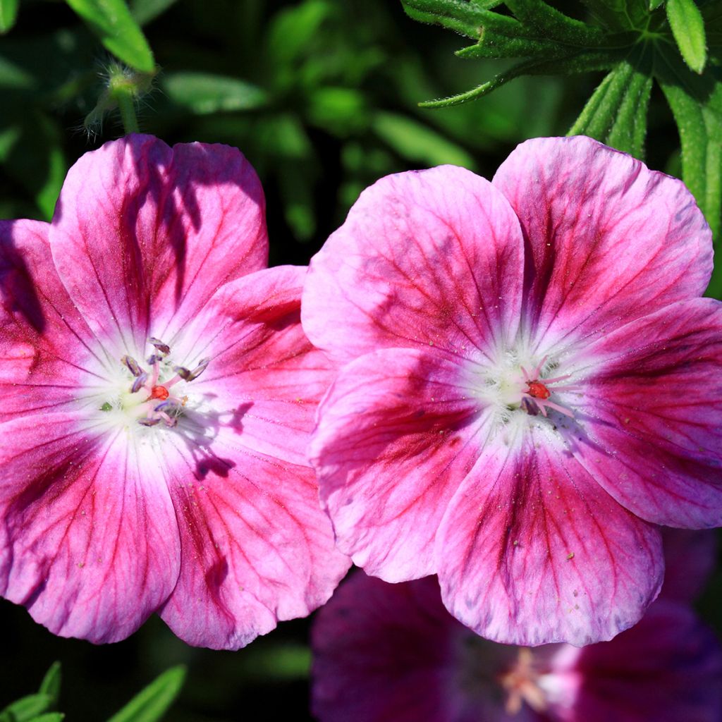 Geranium sanguineum Elke - Geranio sanguigno