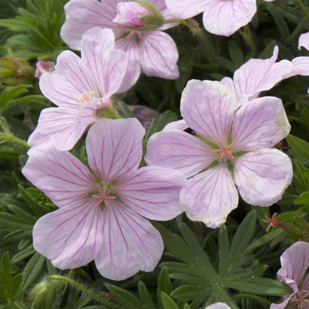 Geranium vivace sanguineum Pink Pouffe