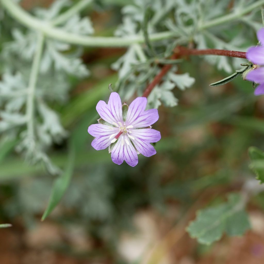 Geranium tuberosum - Geranio tuberoso