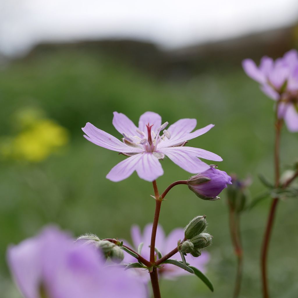 Geranium tuberosum - Geranio tuberoso