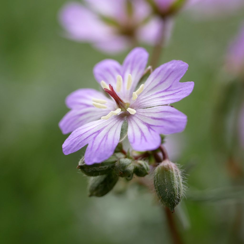 Geranium tuberosum - Geranio tuberoso