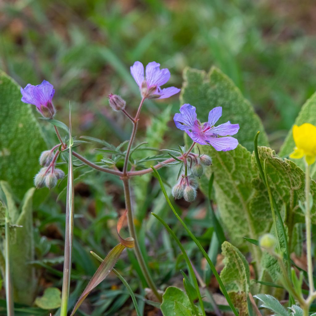 Geranium tuberosum - Geranio tuberoso