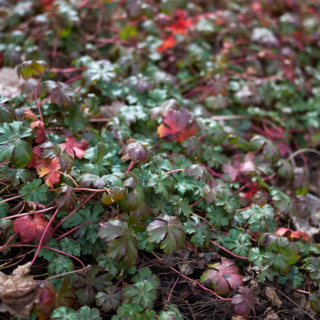 Geranium wlassovianum