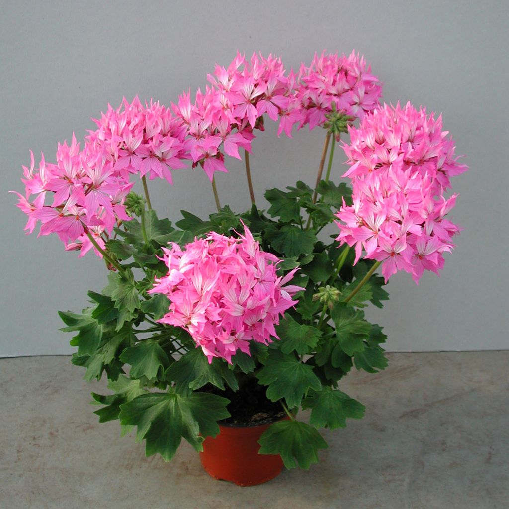 Géranium zonale Fireworks Pink - Pelargonium hortorum