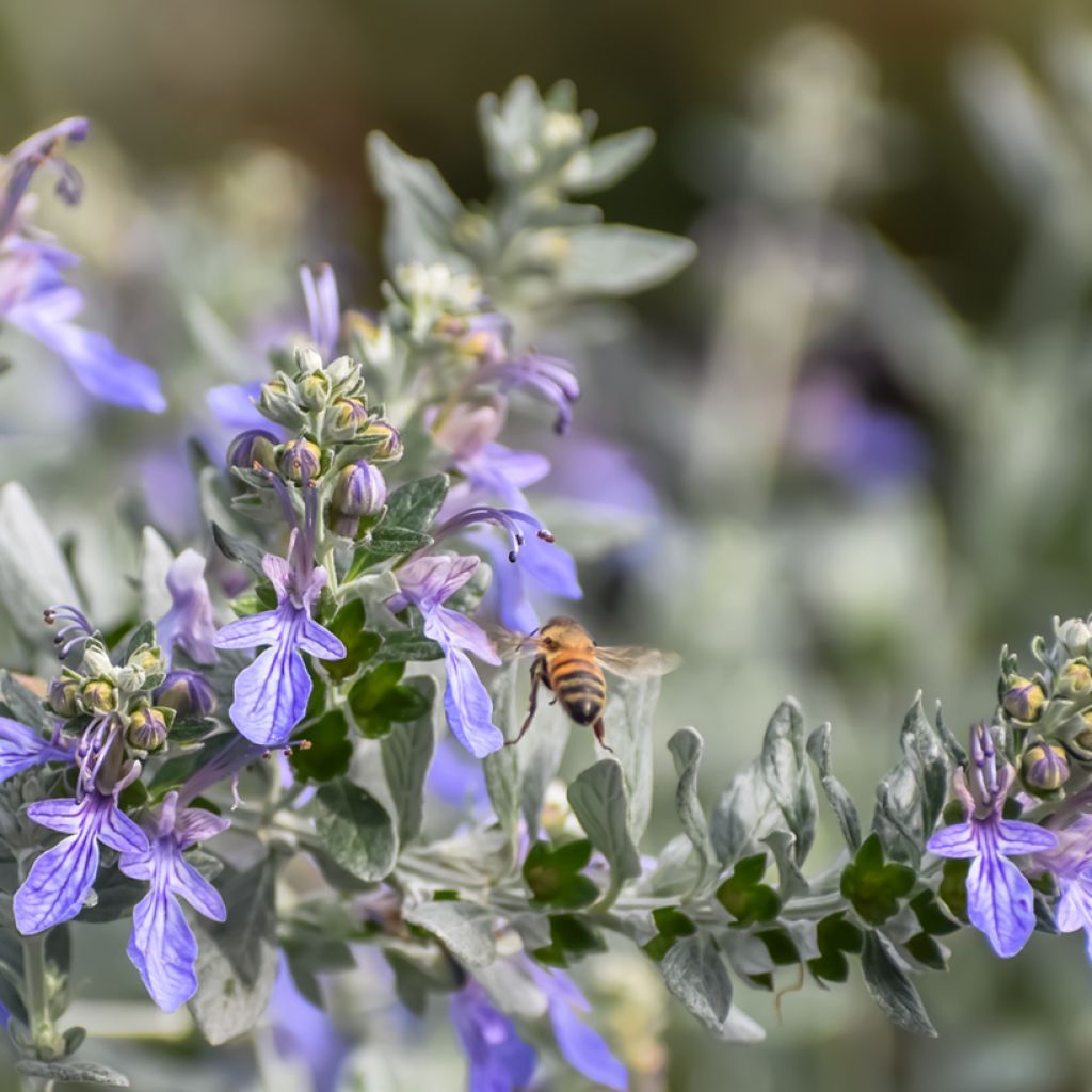 Teucrium fruticans - Camedrio femmina