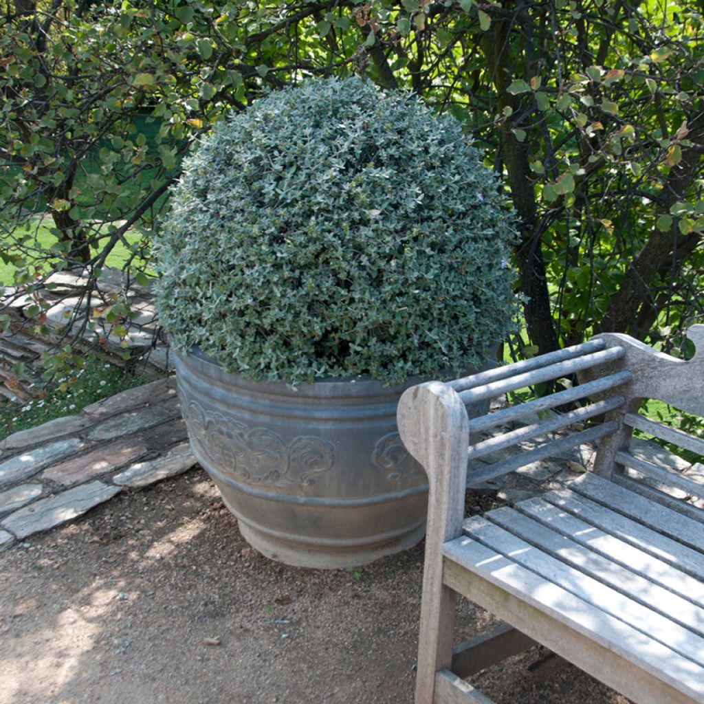 Teucrium fruticans - Camedrio femmina