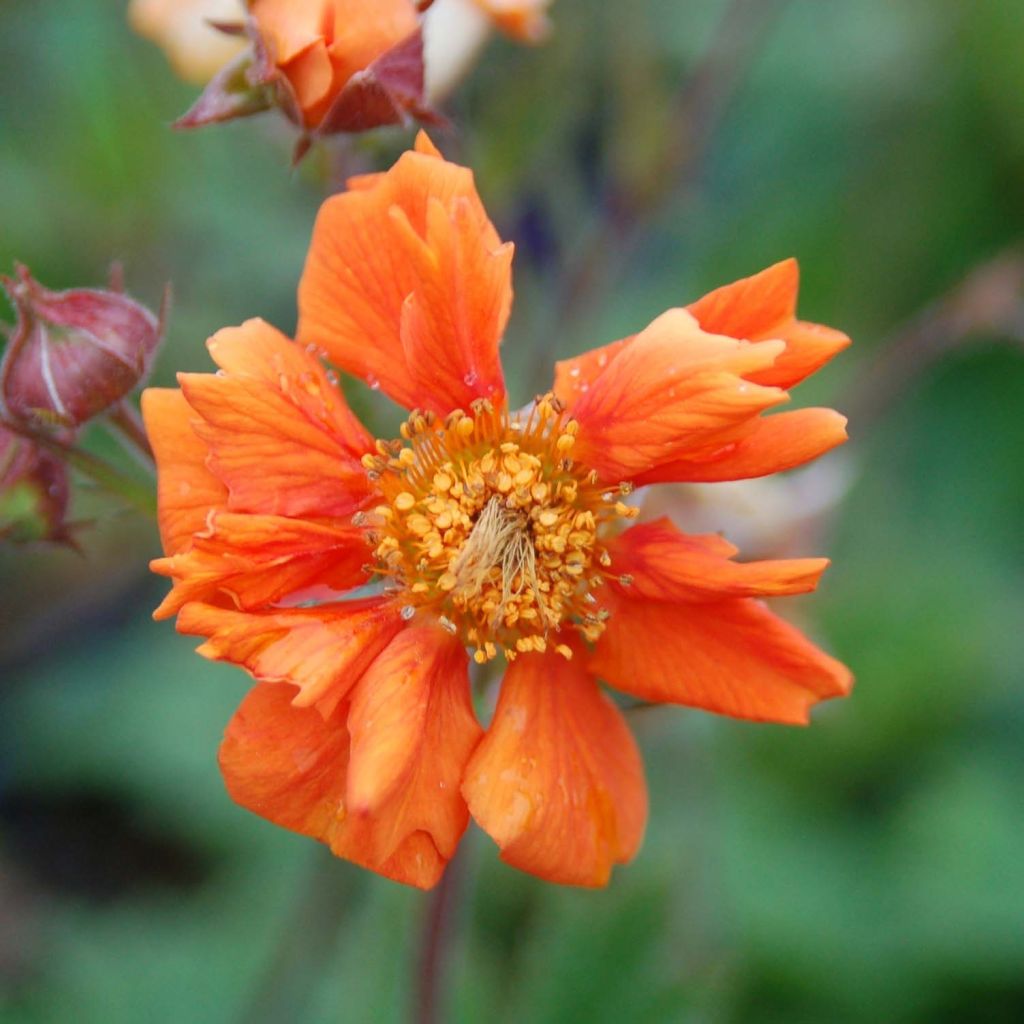 Geum coccineum Cocktail Sea Breeze