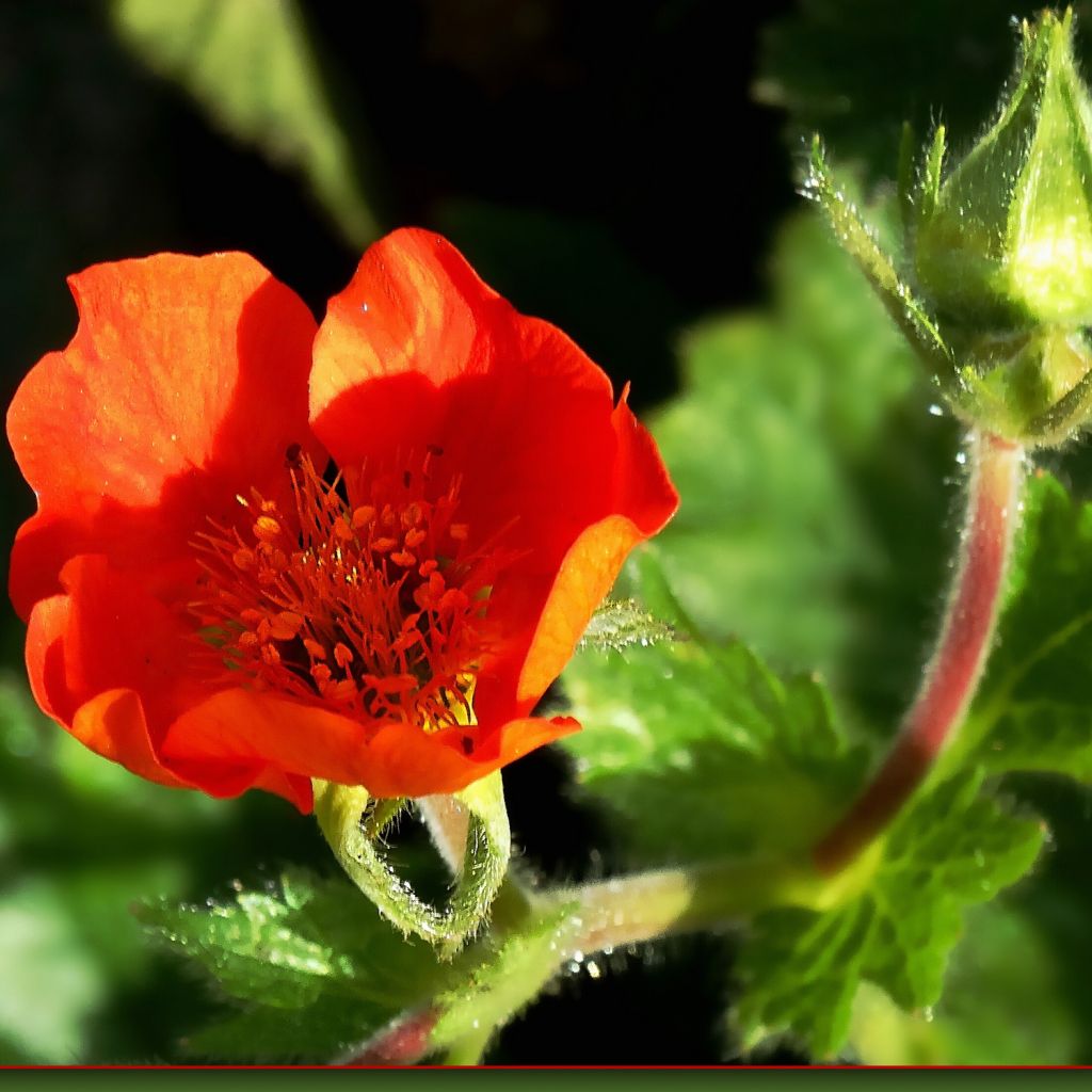 Benoîte, Geum Feuerball