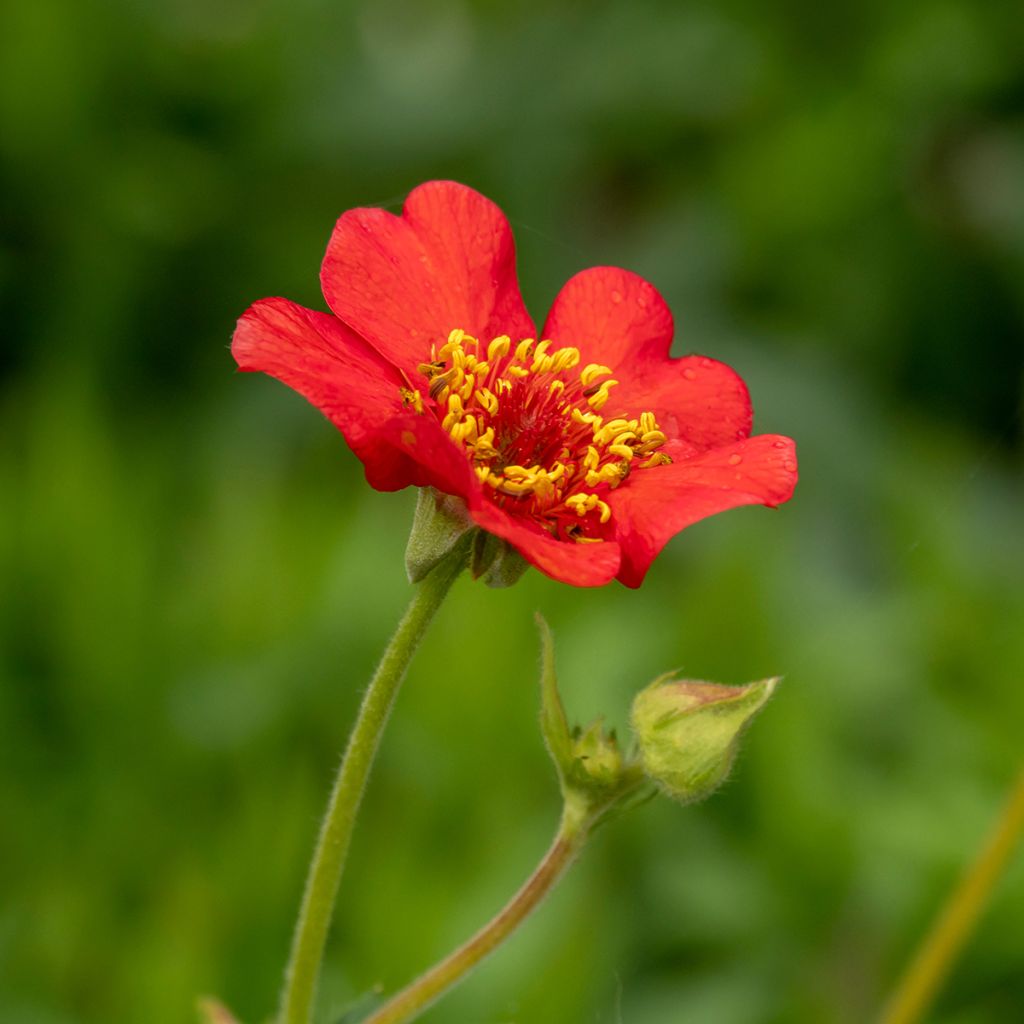 Geum chiloense Feuerball