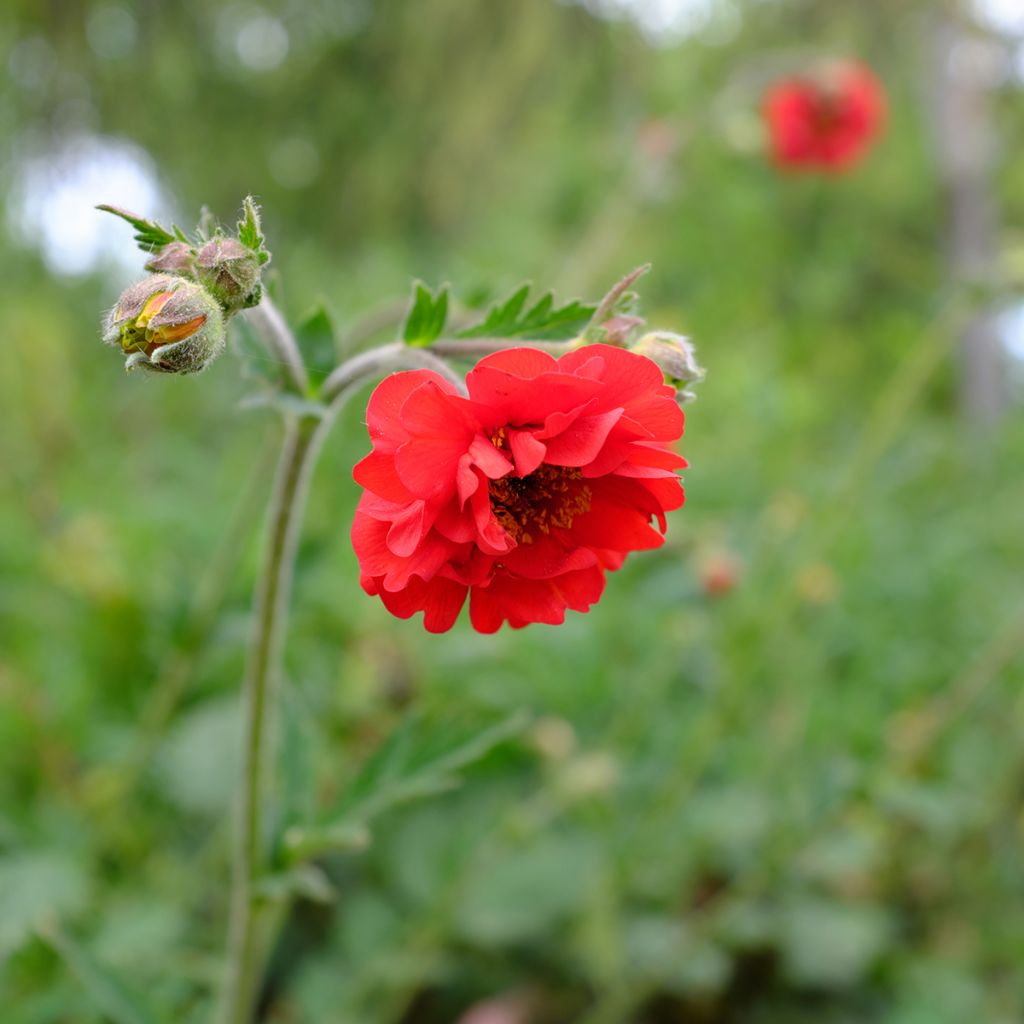 Geum chiloense Feuerball