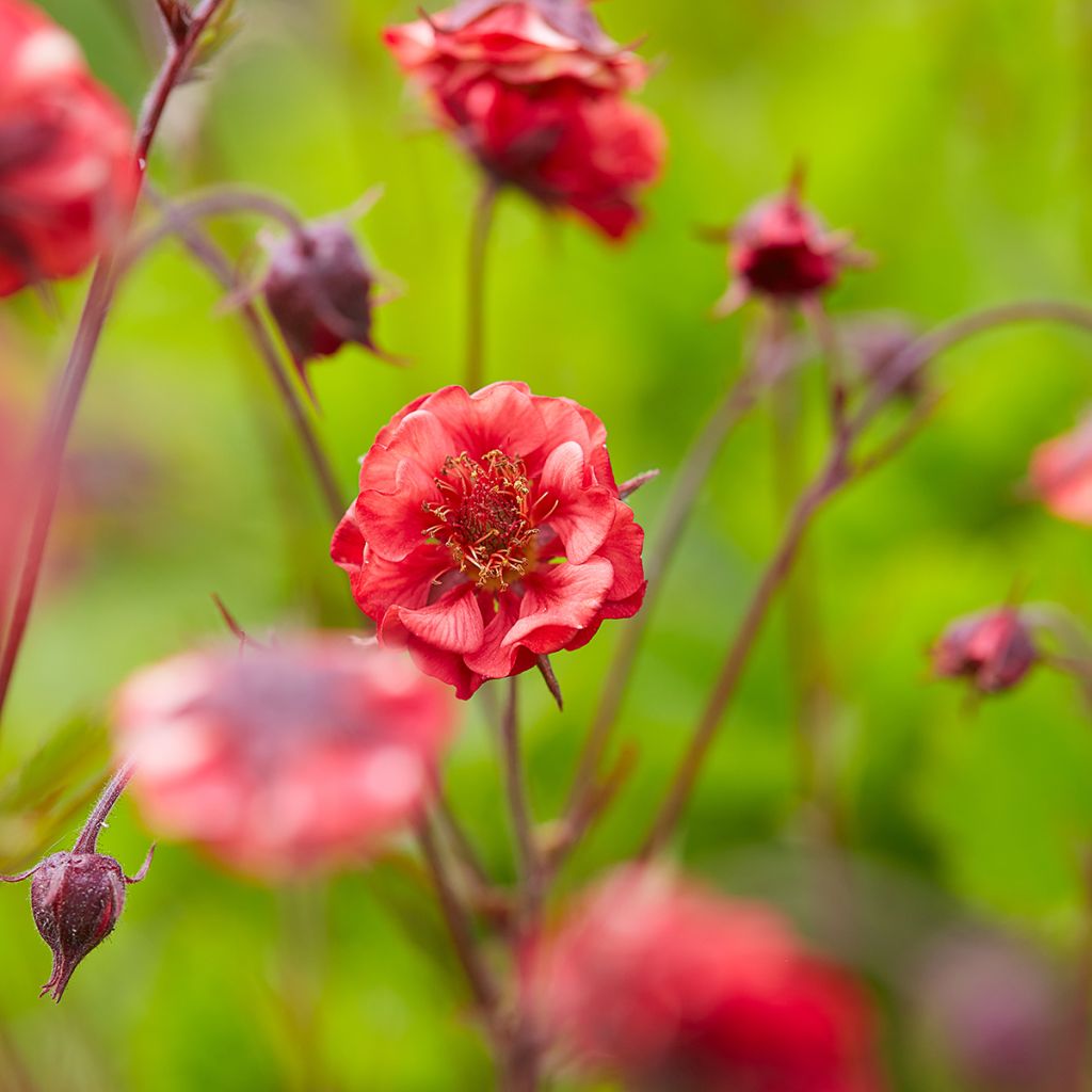 Geum Flames of Passion