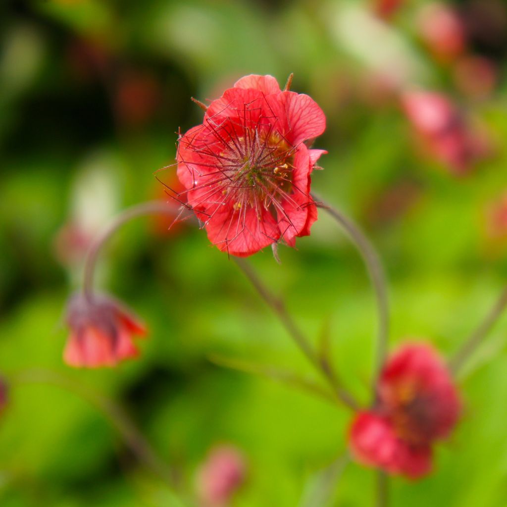 Geum Flames of Passion