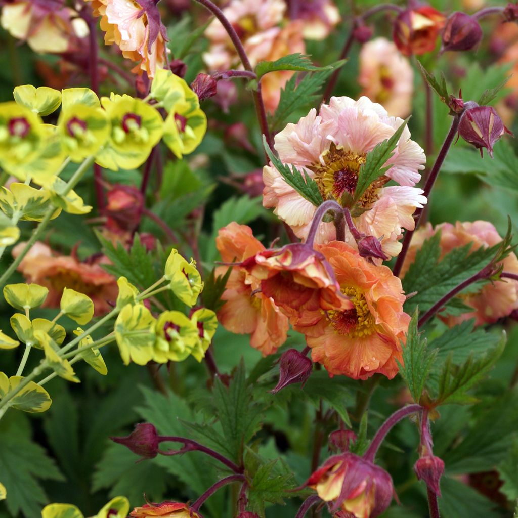 Geum rivale Mai tai