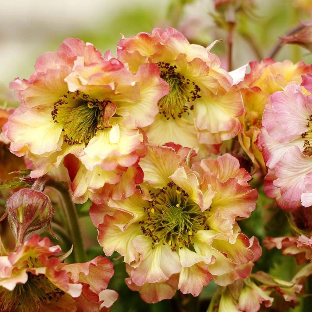 Geum Pretticoats Peach