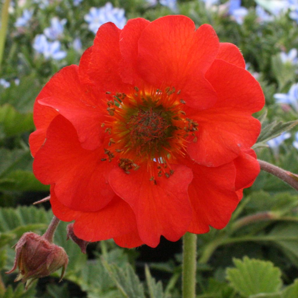 Geum coccineum Red Wings