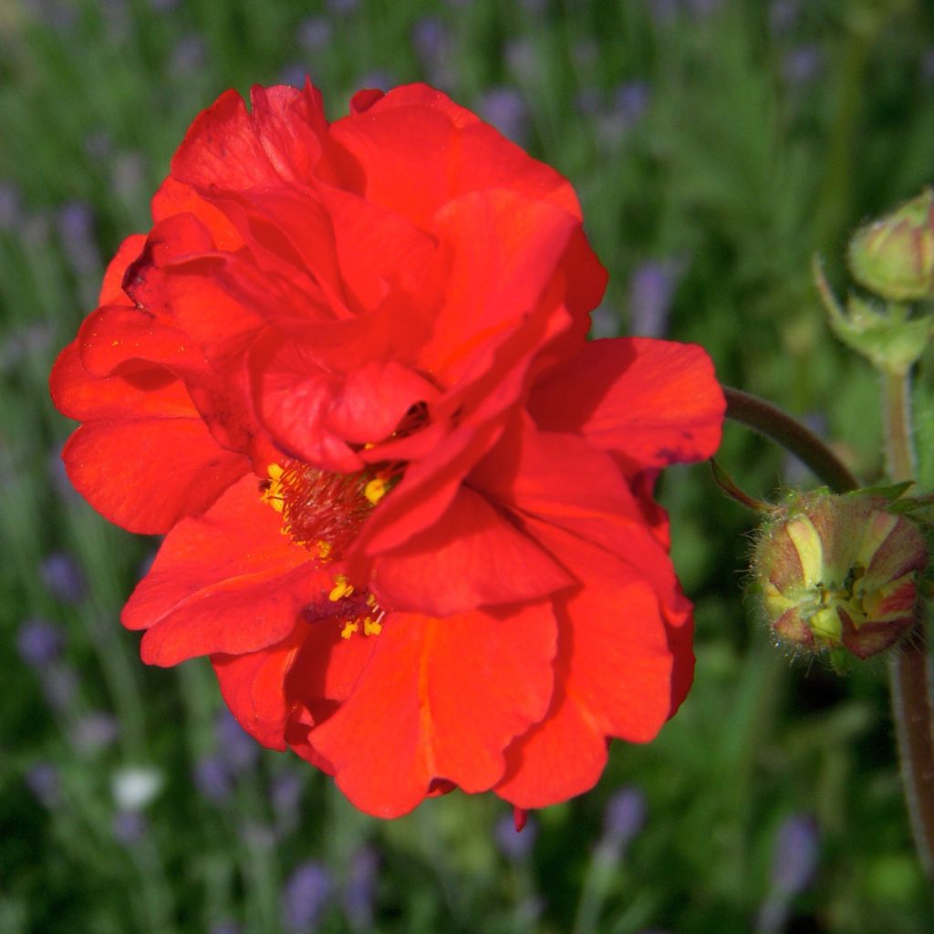 Geum coccineum Red Wings