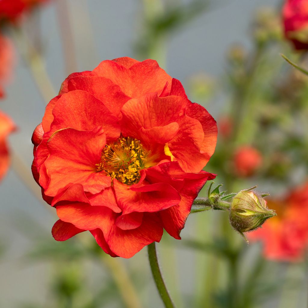 Geum Scarlet Tempest