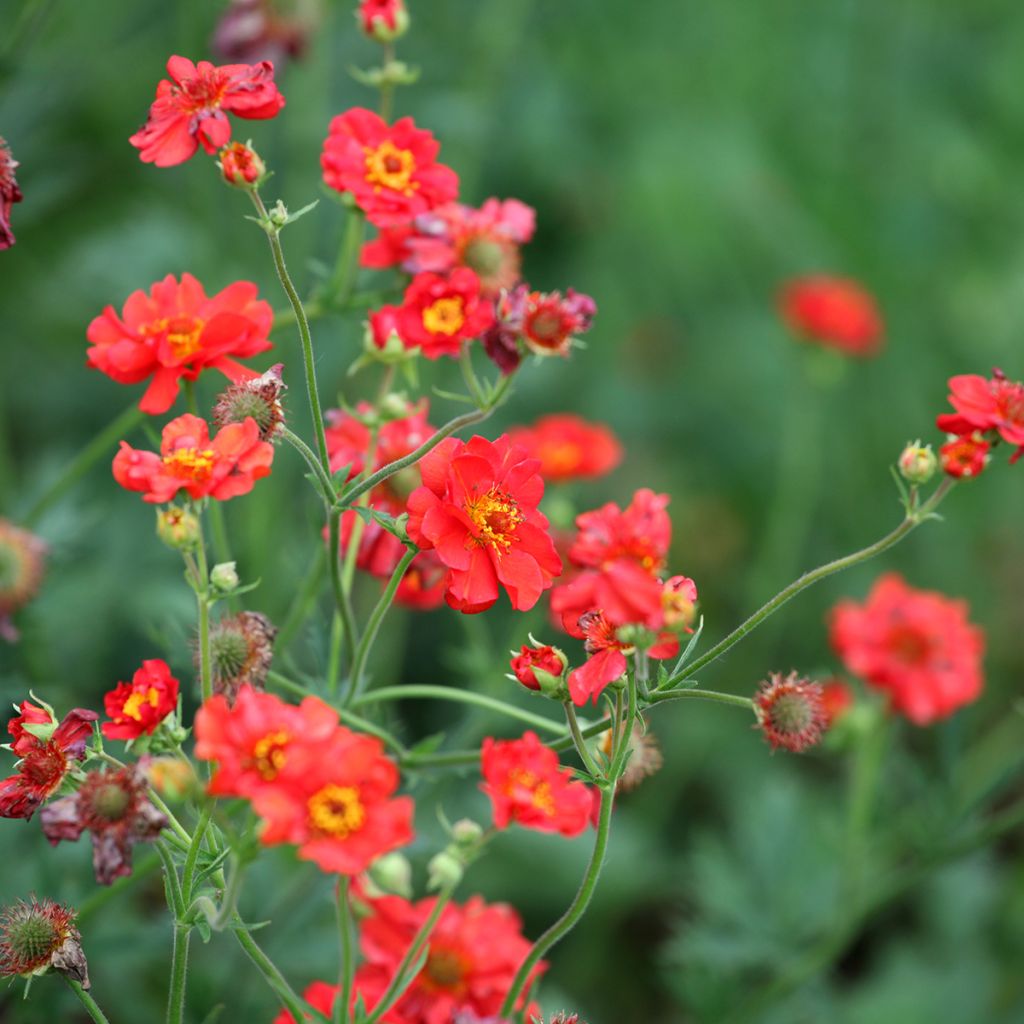 Geum Scarlet Tempest