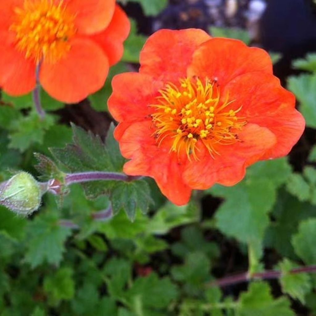 Geum chiloense Sigiswang