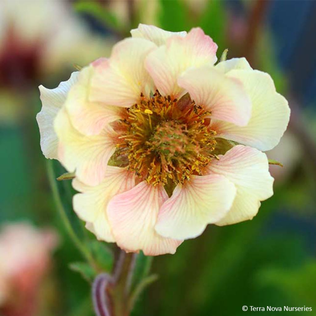 Geum Tempo Yellow - Benoîte