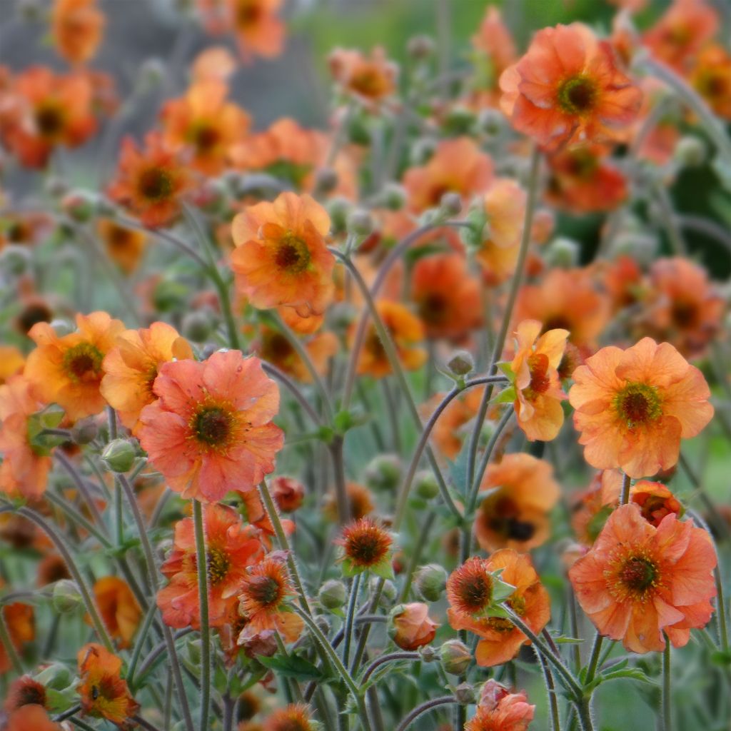 Geum Totally Tangerine