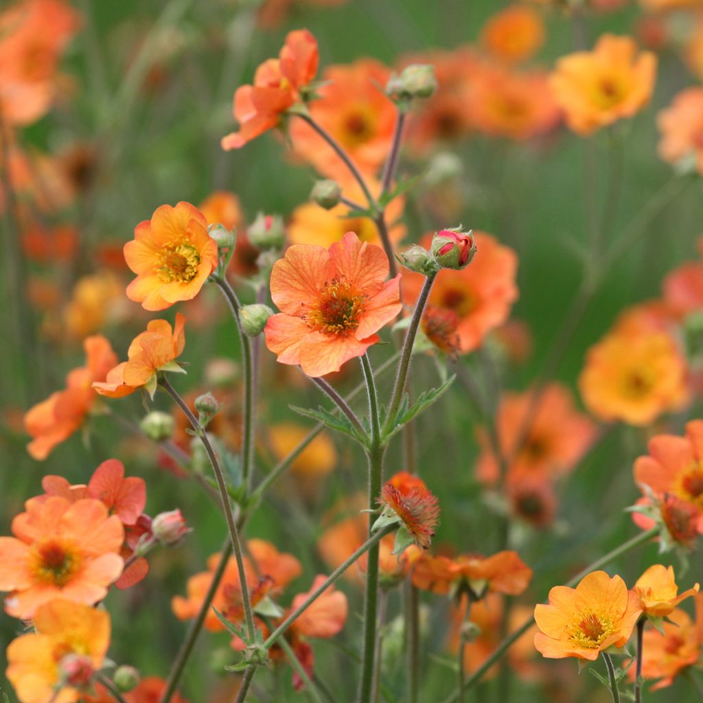 Geum Totally Tangerine