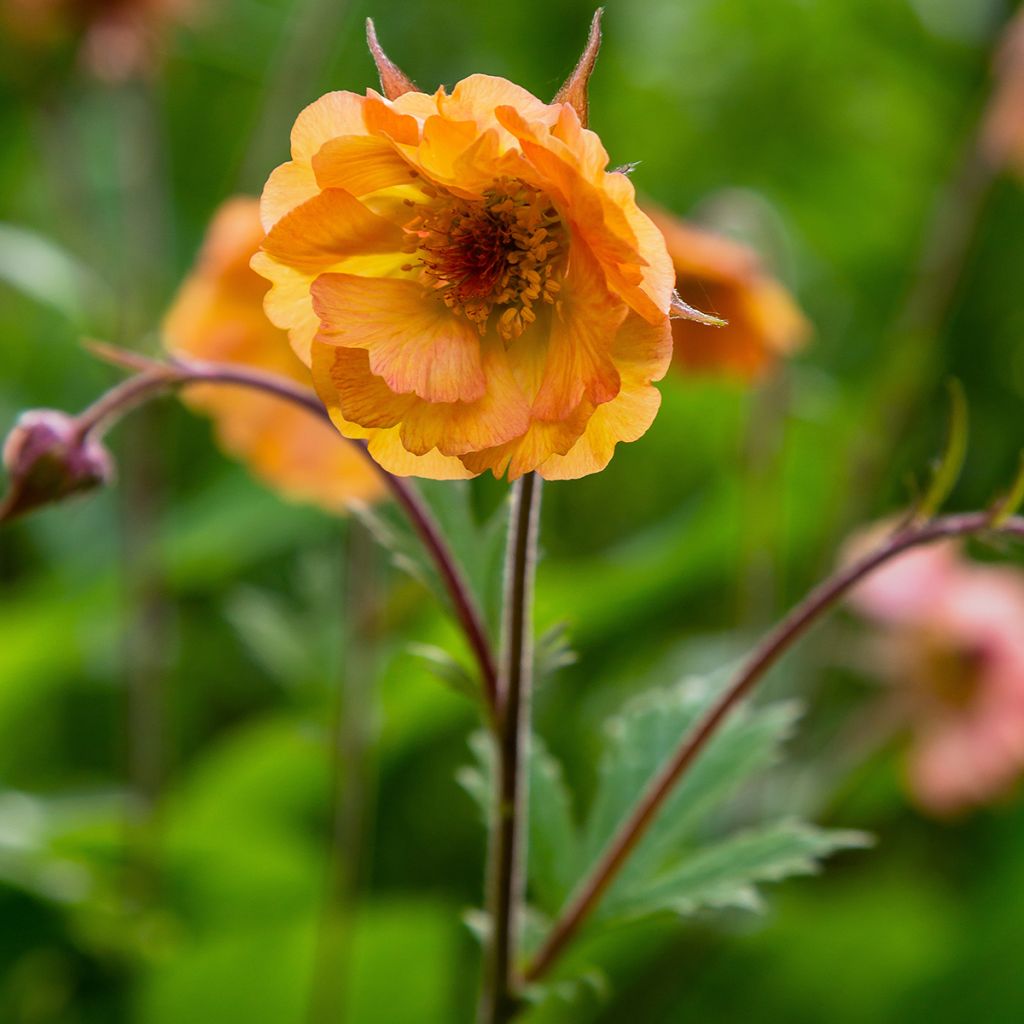 Geum Totally Tangerine