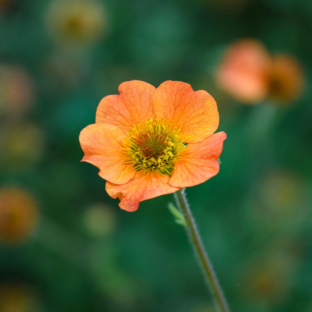 Geum Totally Tangerine