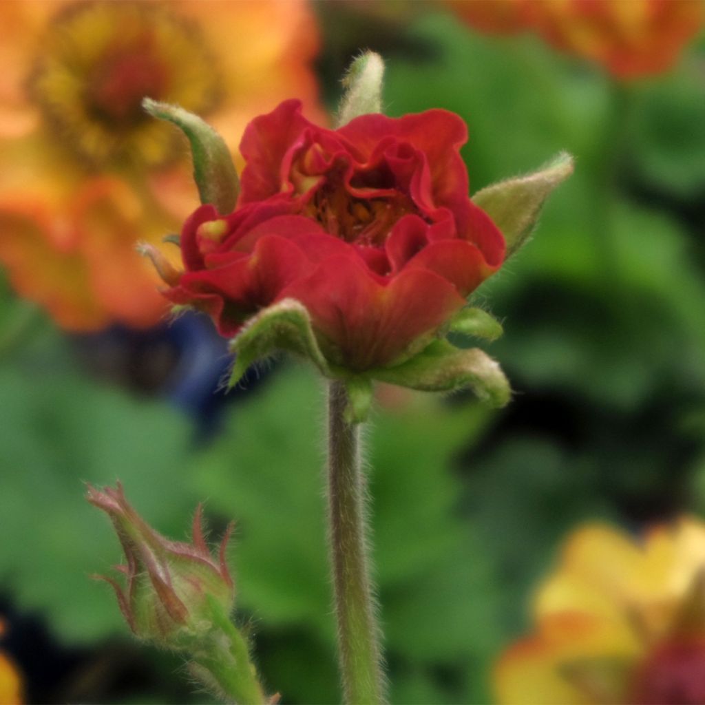 Geum Tutti Frutti