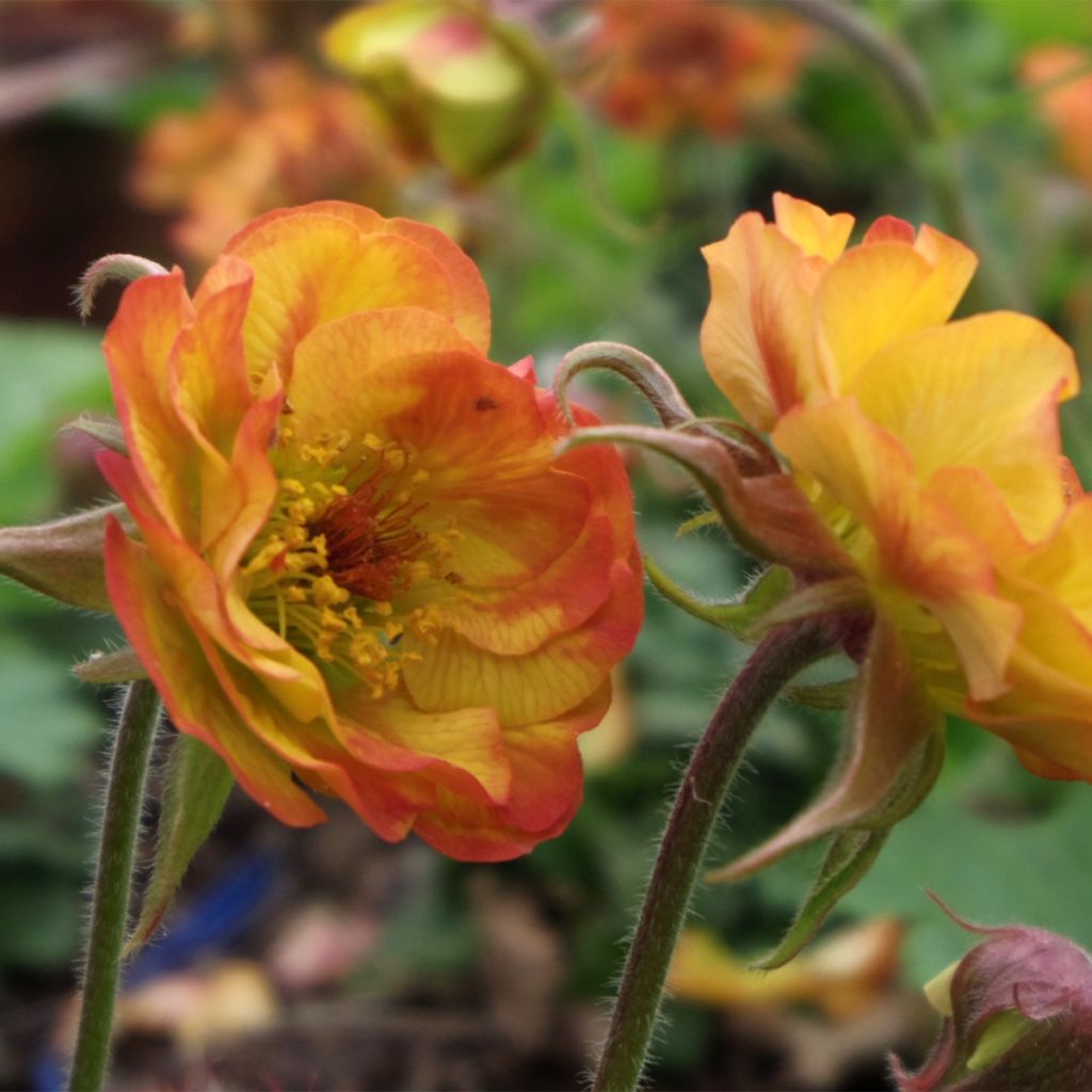 Geum Tutti Frutti