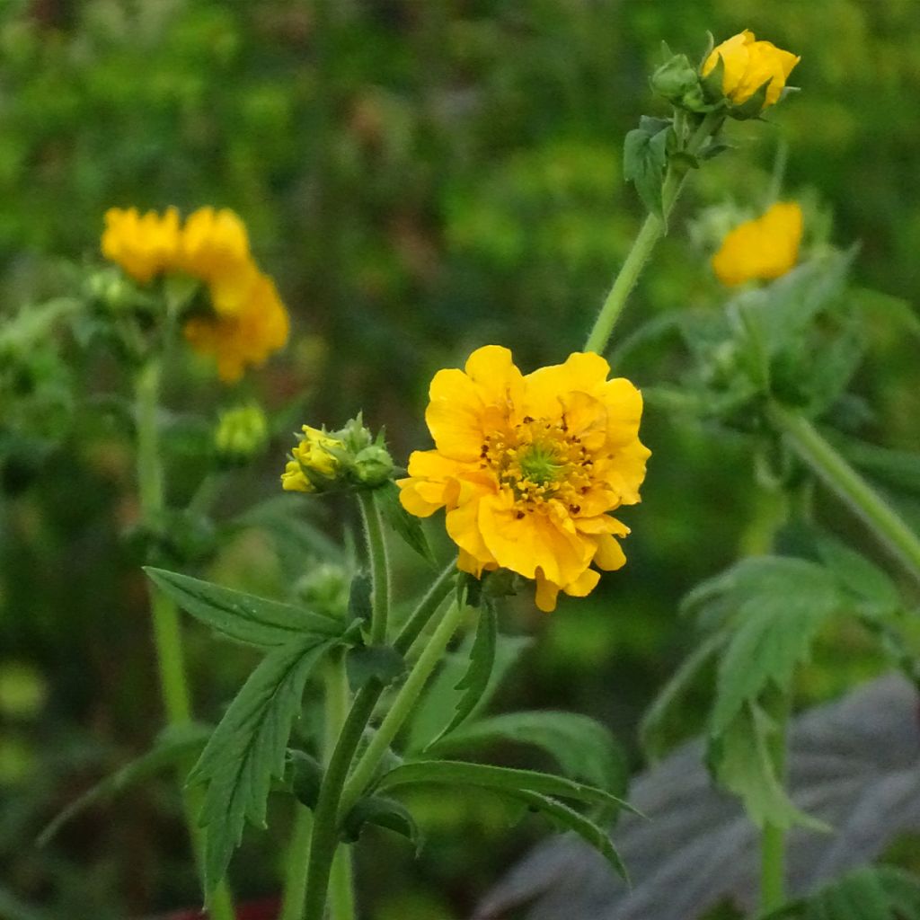 Geum chiloense Lady Stratheden - Benoîte