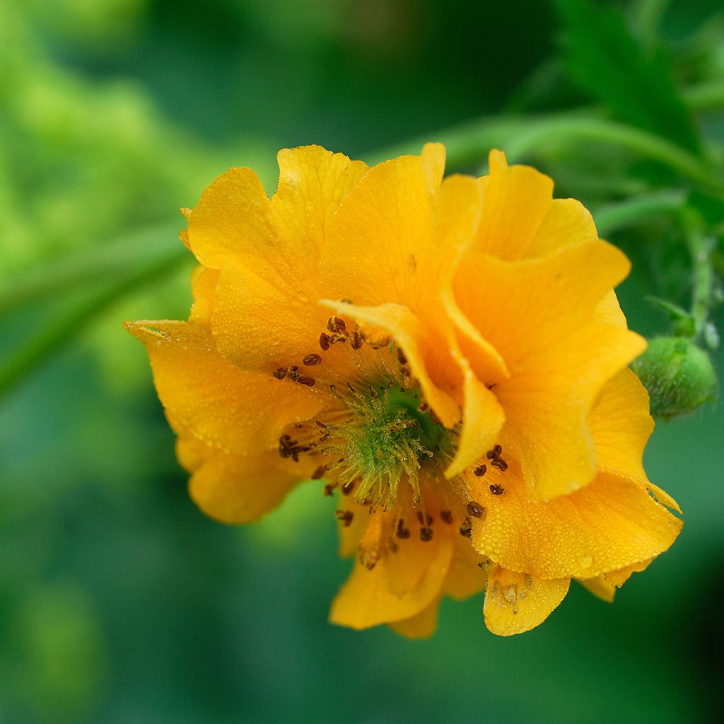 Geum chiloense Lady Stratheden