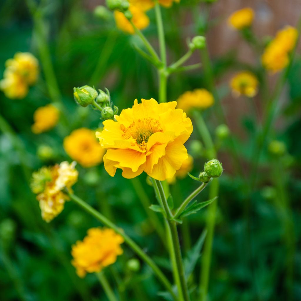 Geum chiloense Lady Stratheden