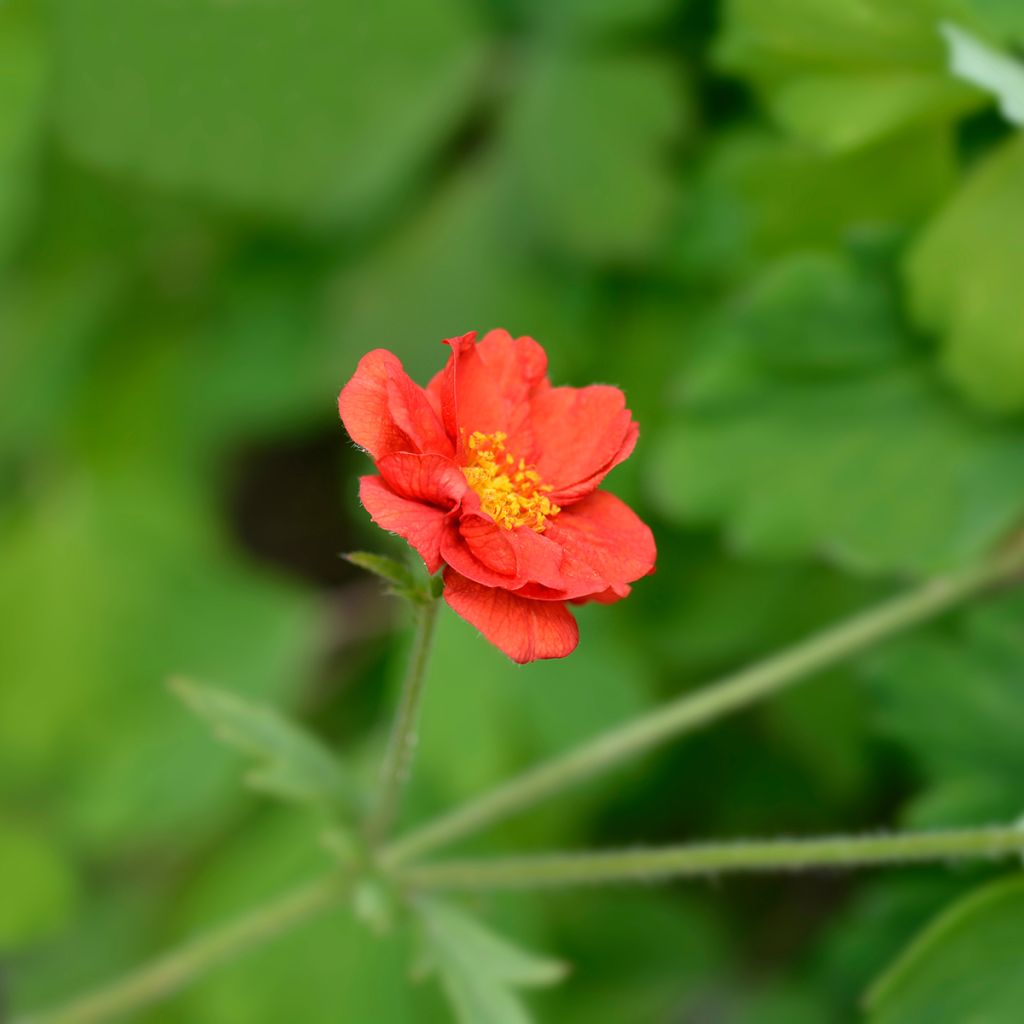 Geum chiloense Mrs Bradshaw