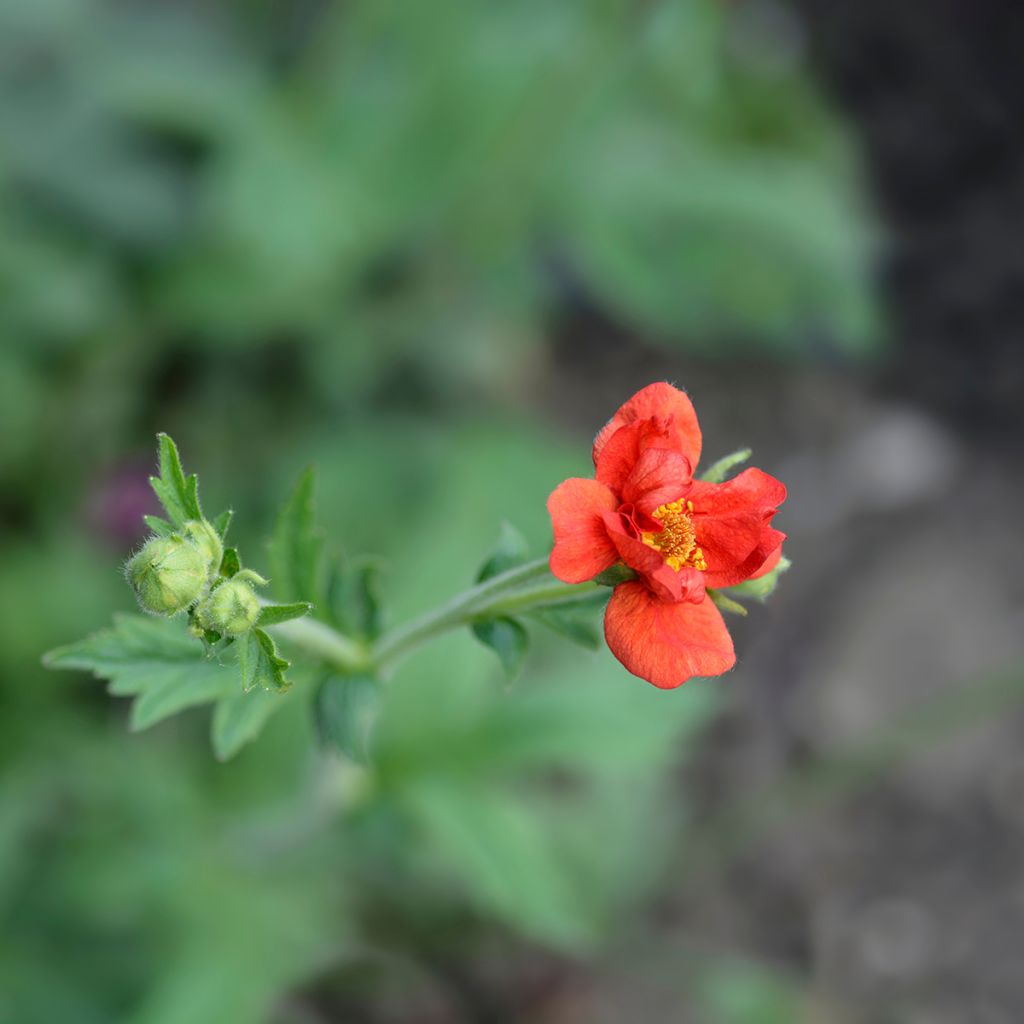 Geum chiloense Mrs Bradshaw