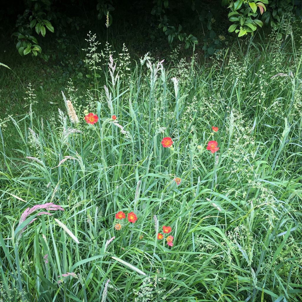 Geum chiloense Mrs Bradshaw