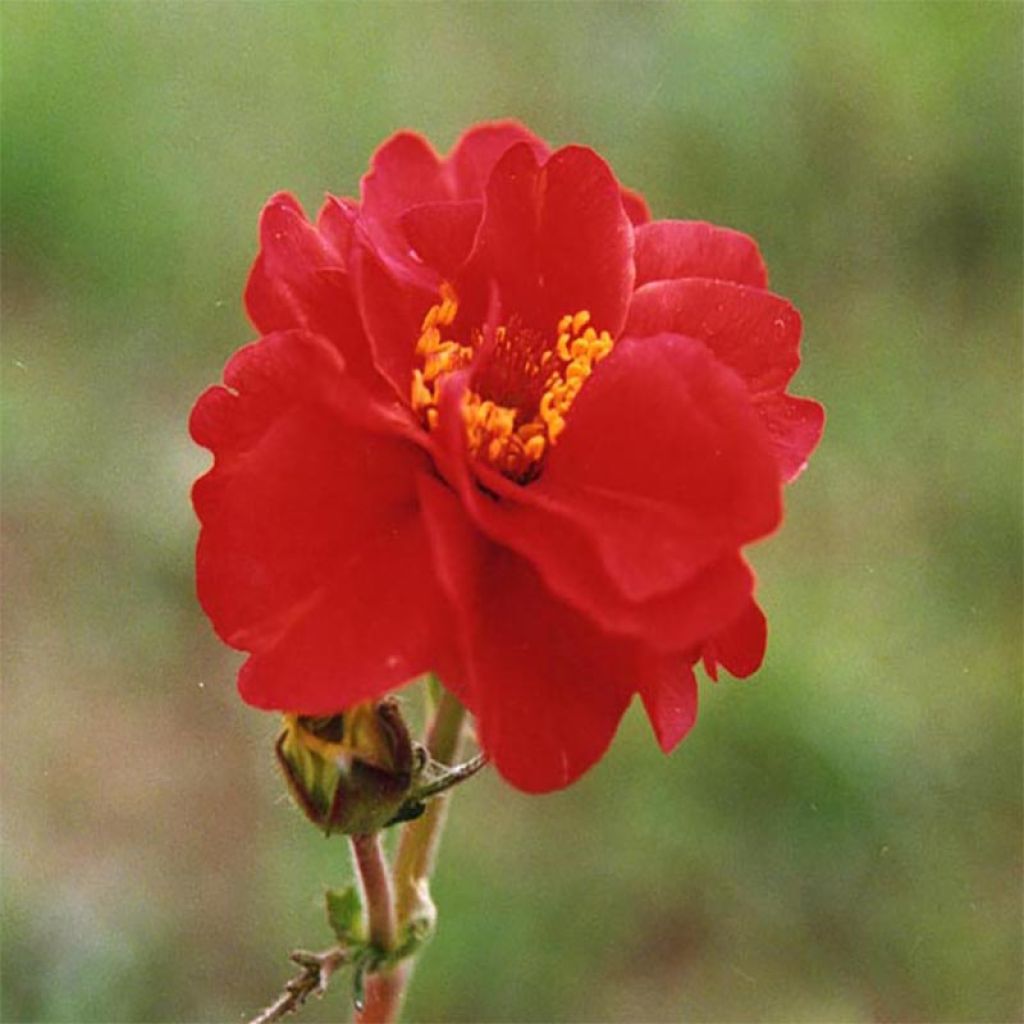 Geum chiloense Mrs Bradshaw - Benoîte rouge écarlate