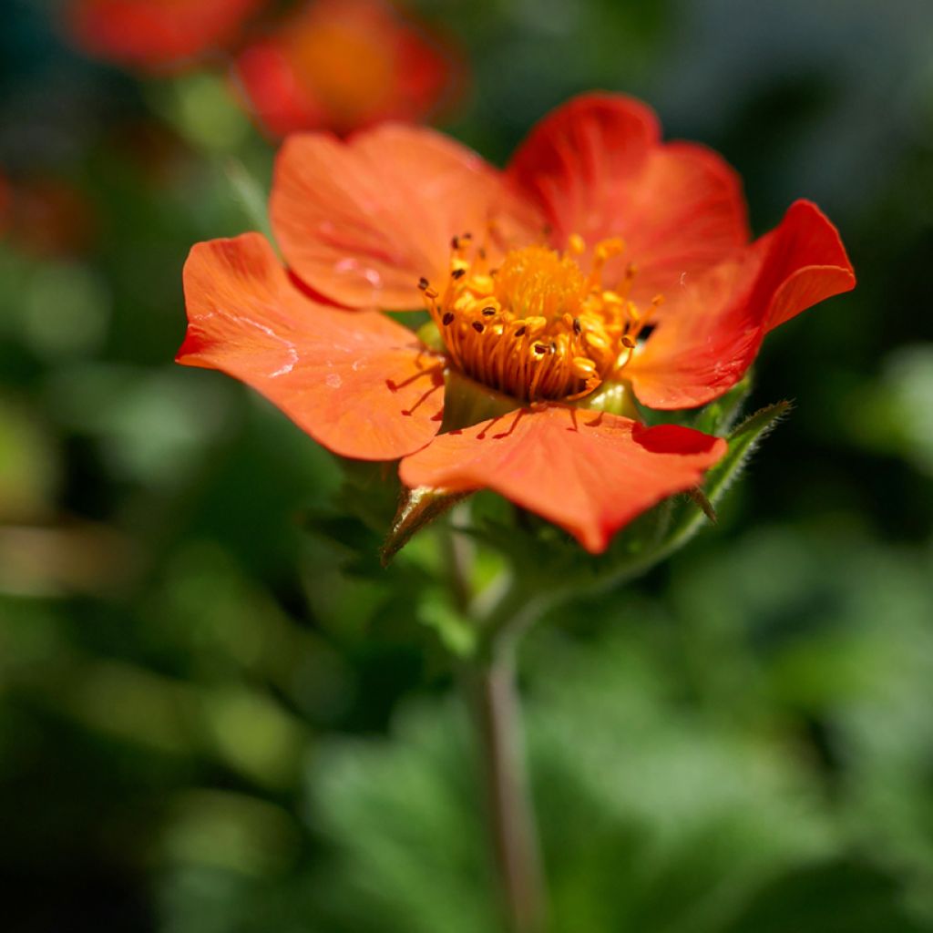 Geum coccineum Koi