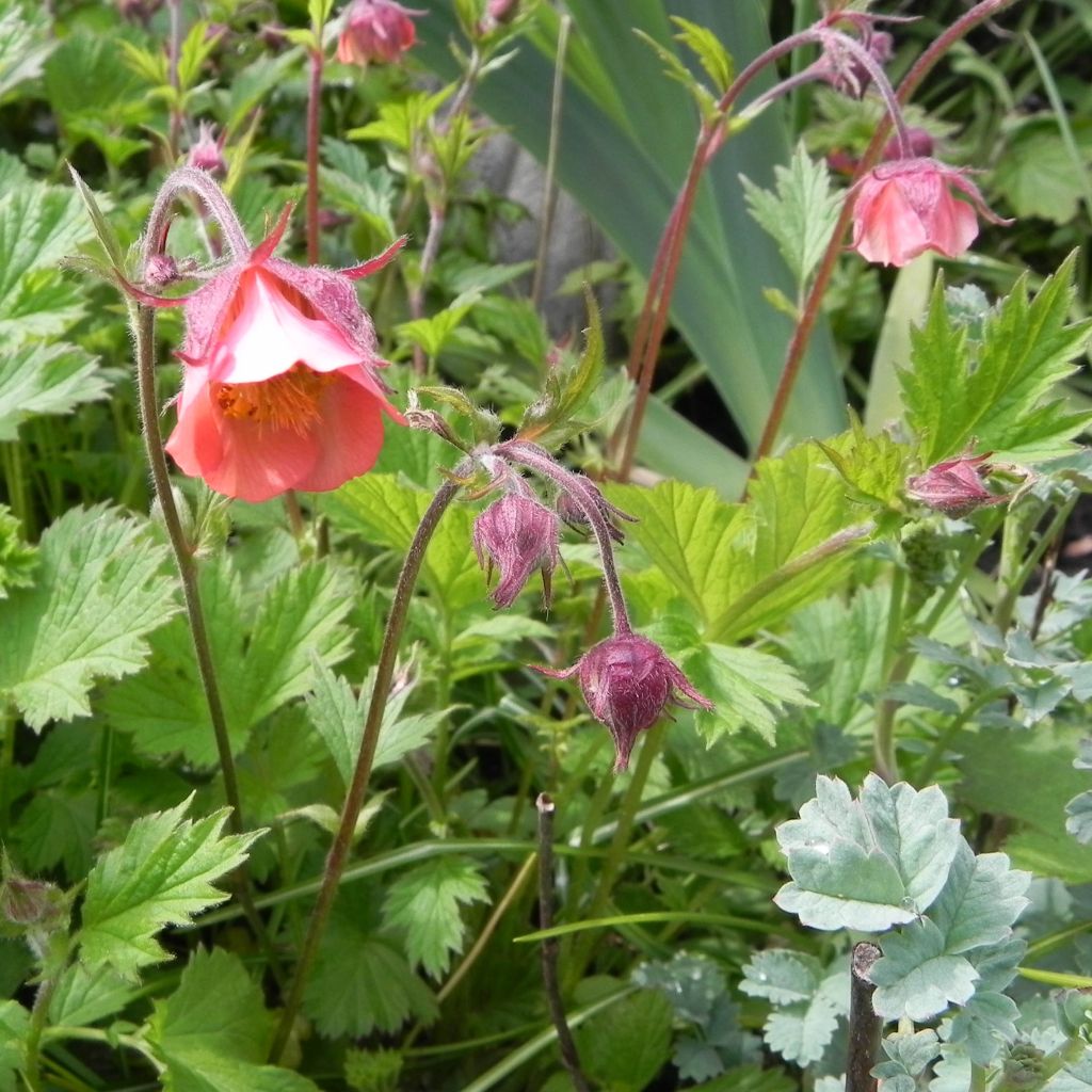 Geum rivale Leonard's Variety - Benoîte des Rives