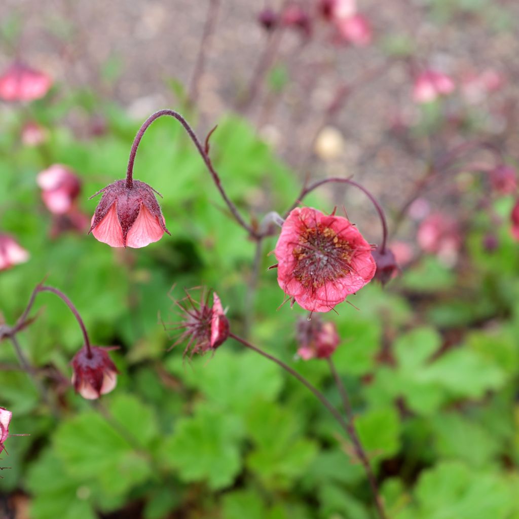 Geum rivale Leonard's Variety