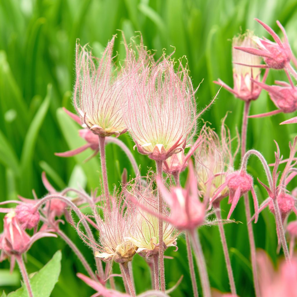 Geum triflorum