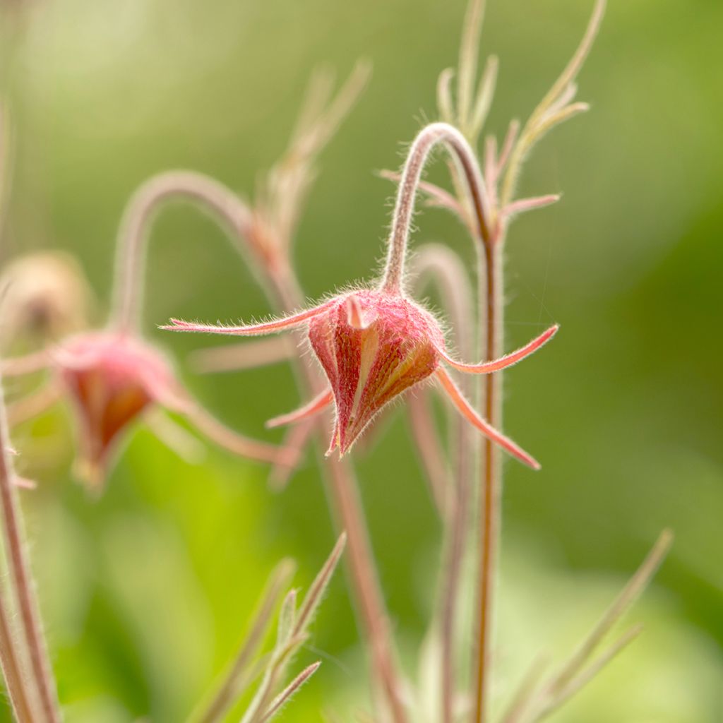 Geum triflorum