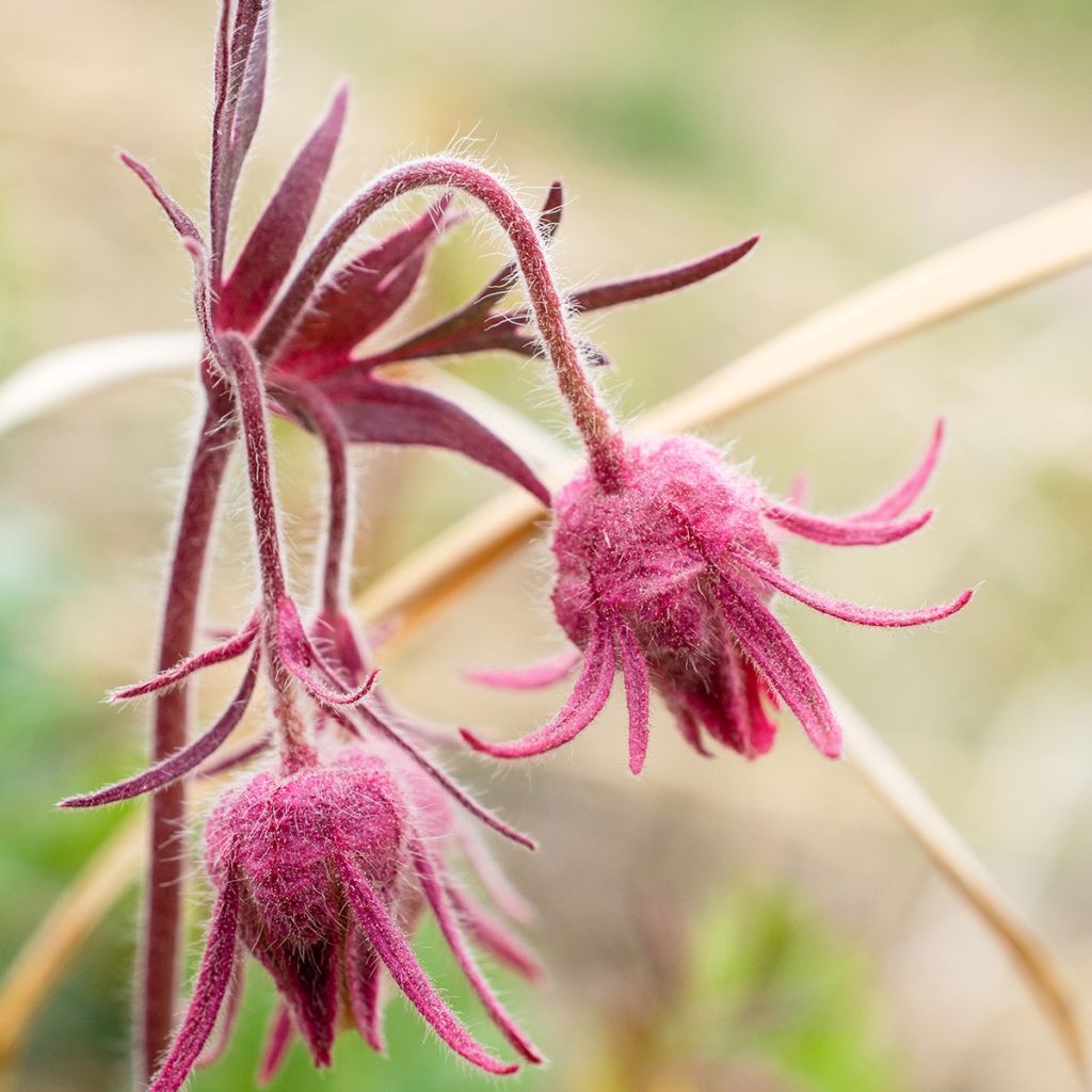 Geum triflorum