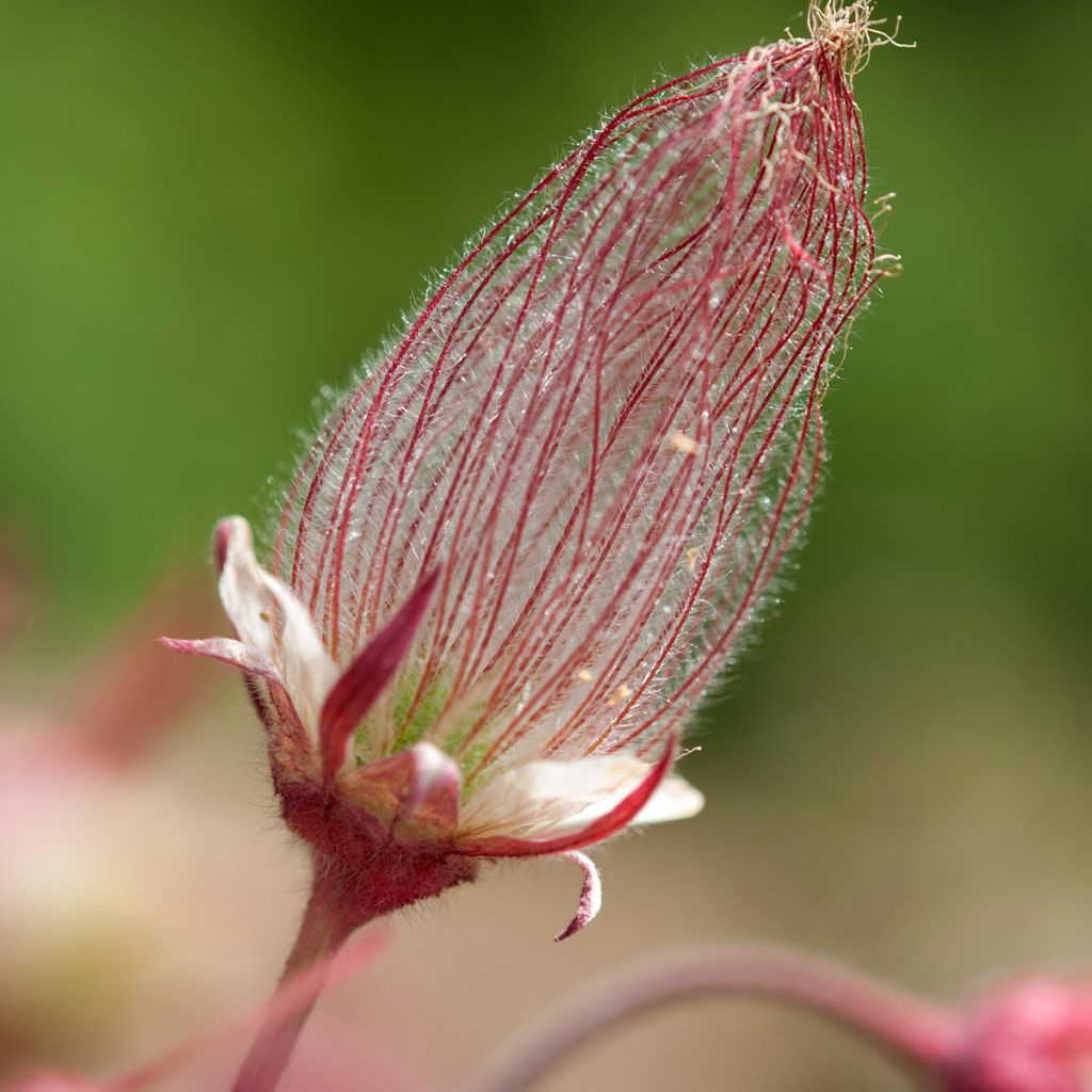 Geum triflorum