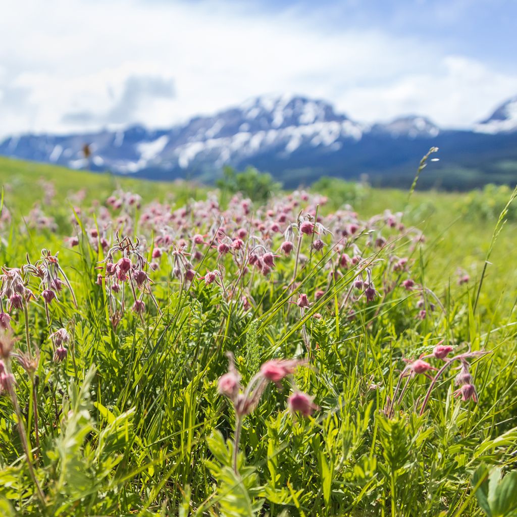 Geum triflorum